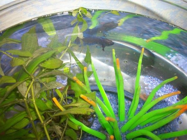 aquarium n°6