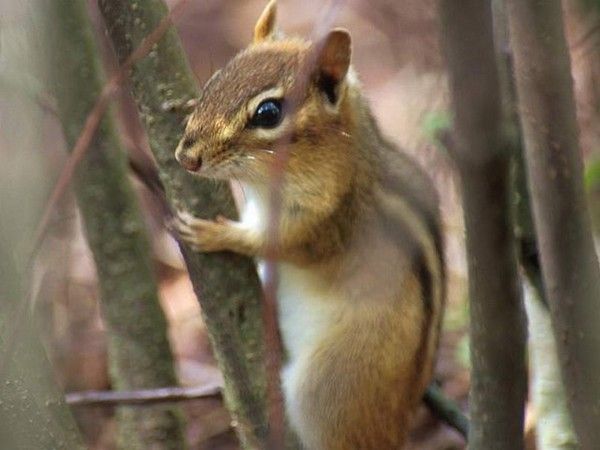 animaux