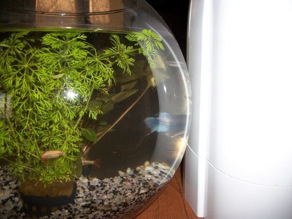 aquarium n°5